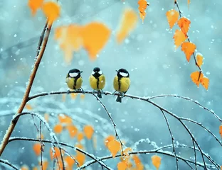 Papier Peint photo Pour elle Portrait de trois oiseaux mignons Seins dans le parc assis sur une branche parmi un feuillage d& 39 automne lumineux lors d& 39 une chute de neige