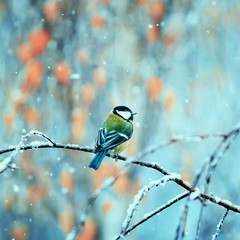 pretty bird sitting in the Park on a branch during the first snowfall