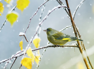  beautiful cute green bird sitting in the bright autumn garden on a branch during the first snowfall