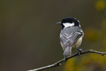 Garden coal tit