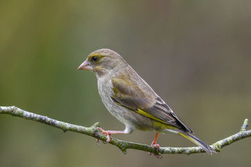 Greenfinch in early spring
