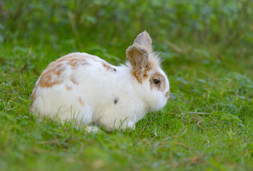 Ein Kaninchen auf einer Wiese