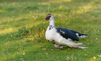 Eine Ente läuft auf einer Wiese