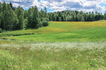 green grassland with wild flowers in Sweden countryside