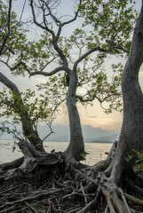 Mangrove forest and sunset 