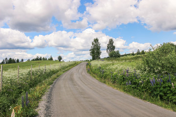 countryside road with wild flower and green plants in spring in sweden 