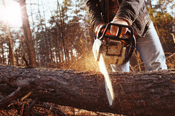a woodcutter (lumberjack) works with a saw in the forest