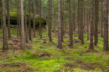 Many trees and litter covered with green moss