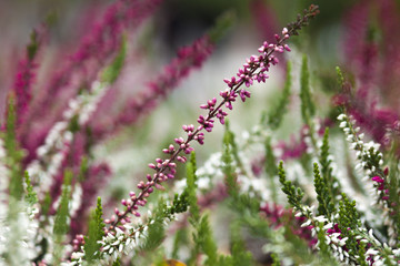 White and white heather in close-up