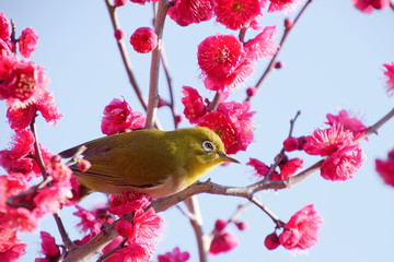 メジロと梅の花