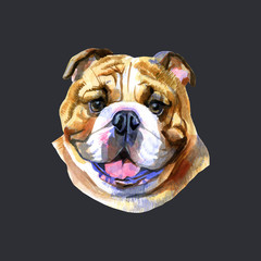 Colored English bulldog's head. Watercolor picture on black background