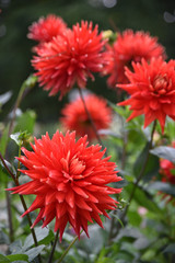 Dahlia cactus rouge en été au jardin