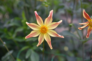 Dahlia étoilé rose et jaune en été au jardin