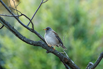 夕暮れのシロハラ
