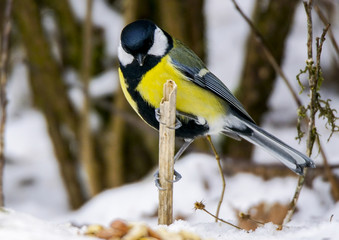 Talgoxe Parus major
