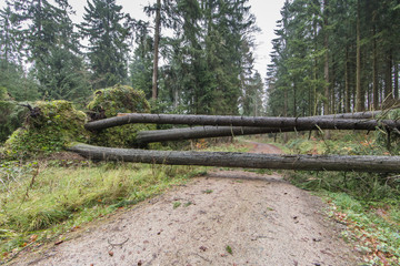 windbruch