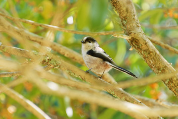 Obraz premium エナガと金木犀