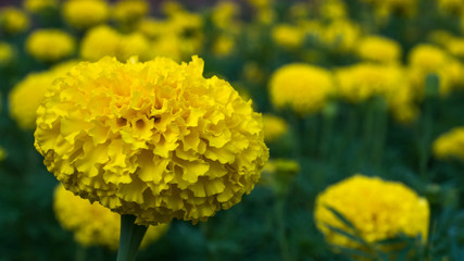 Lots of beautiful marigold flowers in the garden.  Marigold flowers with yellow background beauty.