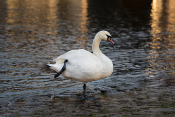 Fototapeta premium White swan and river on background.