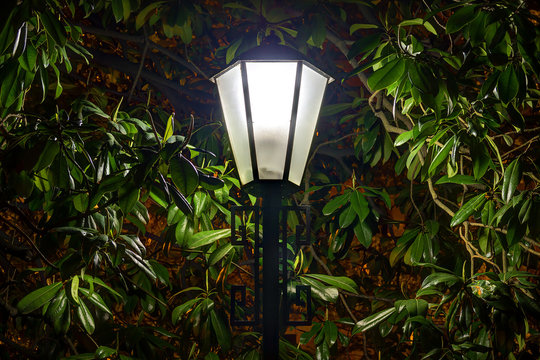 Luminous street light on the background of foliage of the magnolia tree at night

