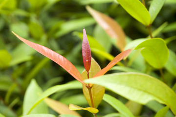 Red leaves in the middle of green leaves for background ro wallpaper,pattern.