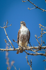 Hawk Pose