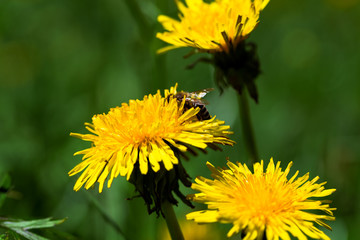 Löwenzahn Blume mit Biene