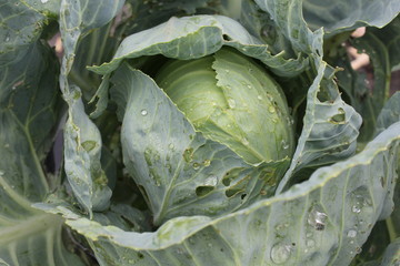 Head of cabbage with drops of water in the garden