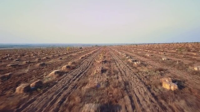 Overflight over walnut and hazelnut trees, a plowed field