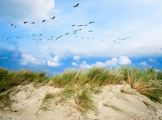 Fototapeta premium Langeoog, Fliegen, Freiheit, Urlaub, Entspannung: Wildgänse an einer Ostseeküste :)