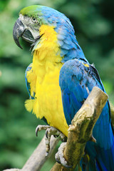 color parrot