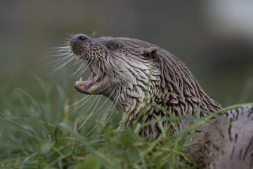 euroasian otter close up portrait in and out of water with fish