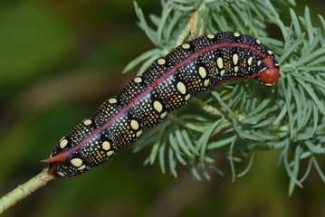 Raupe Wolfsmilchschwärmer