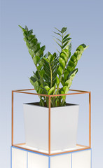 Cultivated Zamioculcas houseplant in a plain white flowerpot. Typical office plant in a designer pot isolated white background