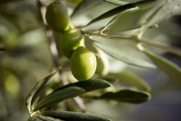 Grüne Oliven am Baum im Sommerlicht