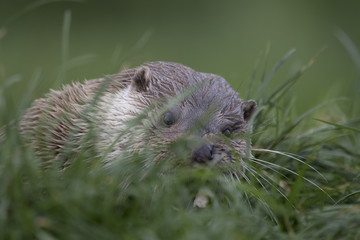 euroasian otter close up portrait in and out of water with fish