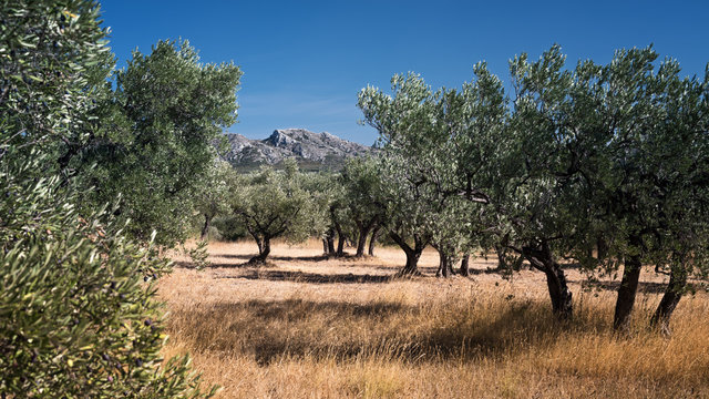 Wundersch&ouml;ne Berglandschaft mit Olivenhain im Vordergrund