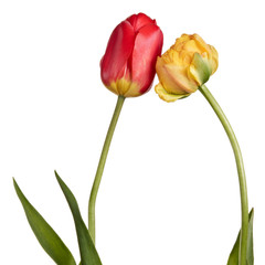 Flowers, pair tulips isolated on a white background