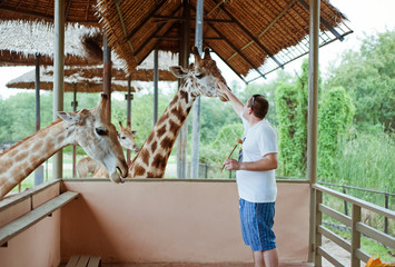 Handsome man feeding a giraffe in zoo. Dreams come true.