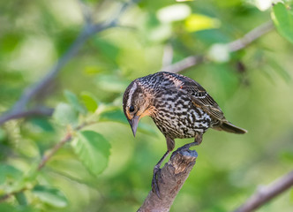 Blackbird on Tree