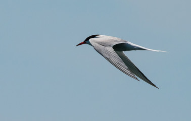 Tern in Flight