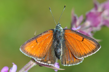 Schmetterling Feuerfalter