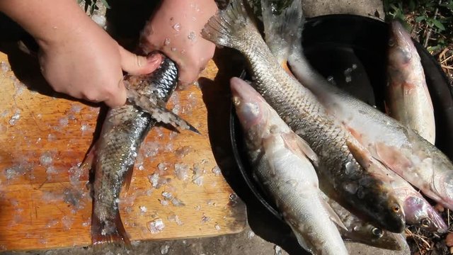 Cleaning and cutting fresh fish outdoors on a Sunny day