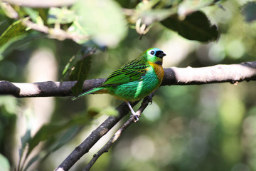 Brassy-breasted Tanager (Saíra Lagarta)