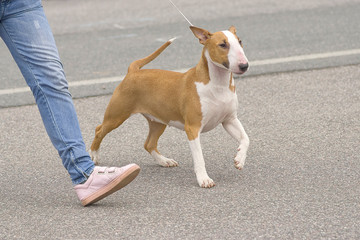 Bull Terrier dog