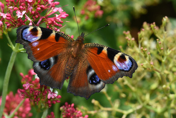 Schmetterling Tagpfauenauge