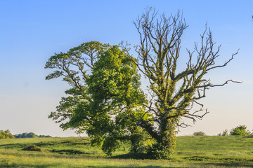 Aufnahme eines alleinstehenden Baumes tagsüber bei wolkenlosem blauen Himmel in Irland im Jahr 2013 fotografiert