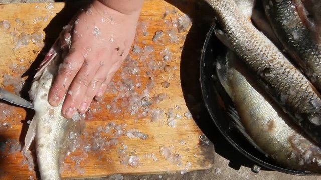 Cleaning and cutting fresh fish outdoors on a Sunny day