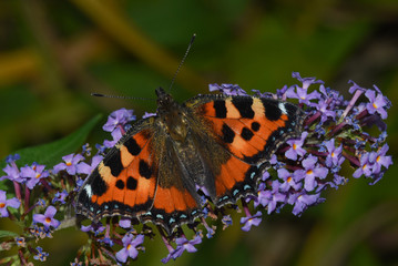 Schmetterling Kleiner Fuchs