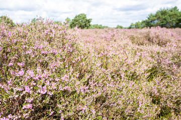 Heathland.